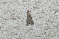 Ephestia elutella/woodiella