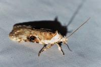 Agonopterix alstroemeriana