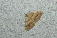 Camptogramma bilineata