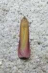 Oncocera semirubella