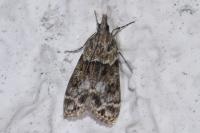 Eudonia mercurella