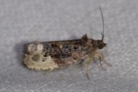 Hedya nubiferana