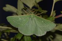 Thetidia smaragdaria