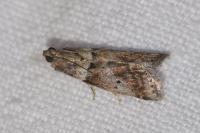 Acrobasis consociella