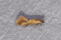 Batia lunaris