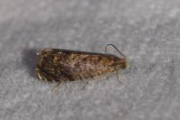 Grapholita janthinana