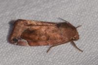 Cosmia affinis