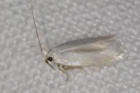 Opostega salaciella