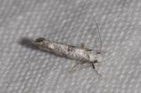 Paraswammerdamia albicapitella