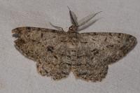 Hypomecis roboraria