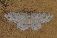 Ectropis crepuscularia