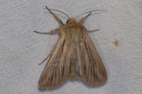 Leucania comma
