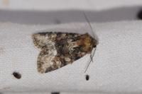 Oligia strigilis