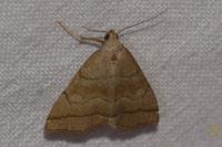 Herminia tarsicrinalis