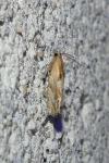 Eucosma cana