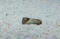 Cydia splendana