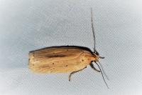 Agonopterix pallorella