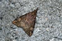 Hypena obsitalis