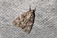 Acronicta rumicis