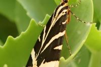 Euplagia quadripunctaria