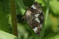 Tyta luctuosa