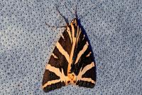 Euplagia quadripunctaria