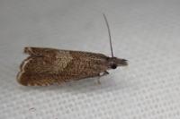 Dichrorampha acuminatana