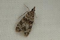 Eudonia mercurella