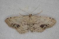 Idaea dimidiata