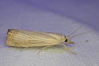 Chrysoteuchia culmella