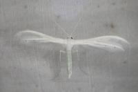 Pterophorus pentadactylus