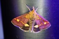 Pyrausta aurata