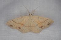 Cyclophora punctaria