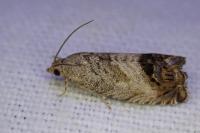 Cydia splendana