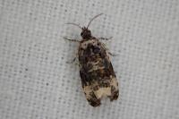 Endothenia gentianaeana/marginana/oblongana