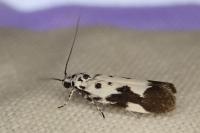 Ethmia quadrillella