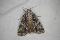 Acronicta rumicis
