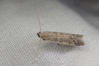 Phycitodes