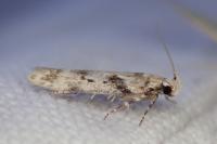 Caryocolum blandellum