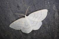 Cabera exanthemata