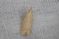Ematheudes punctella