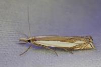 Crambus pascuella