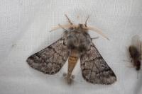 Thaumetopoea pityocampa