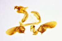 Bactra lancealana
