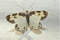Lomaspilis marginata