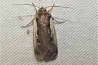 Ochropleura plecta