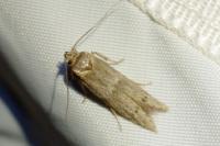 Blastobasis phycidella