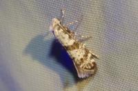 Scythropia crataegella