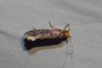 Cephimallota crassiflavella