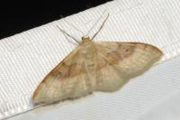 Idaea degeneraria